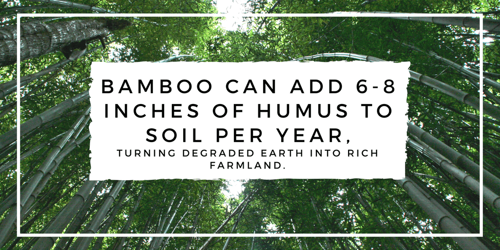 bamboo growing for paper, bamboo can add 6-8 inches of humus to soil