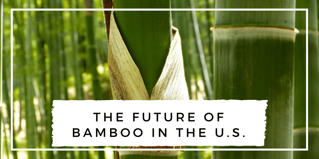 bamboo field for bamboo paper, the future of bamboo in the U.S.